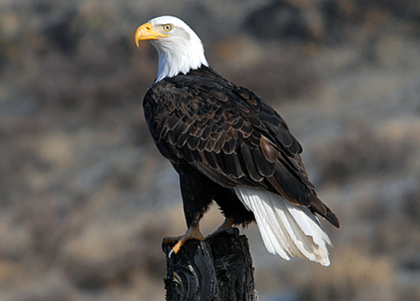 Bold Eagle